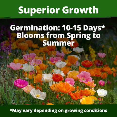 HOME GROWN California Poppy Mission Bells – 6000 Seeds (9g), Spring & Summer Flower Seeds, Drought Tolerant, Eschscholzia californica