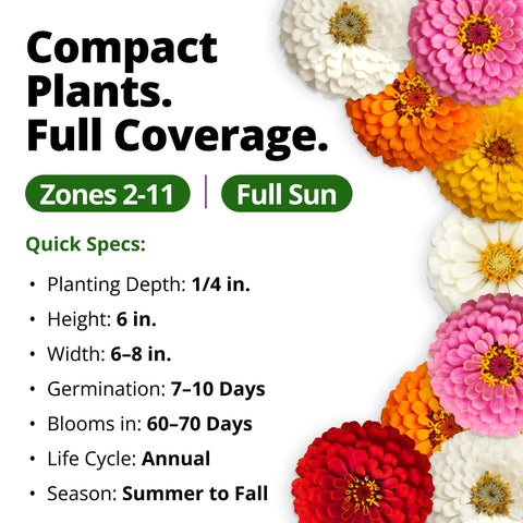 HOME GROWN Thumbelina Zinnia Seeds – 3,000 Heirloom Zinnia elegans Seeds (14g), Dwarf Mixed Colors, Easy Outdoor Flowers, USDA Zones 3–10