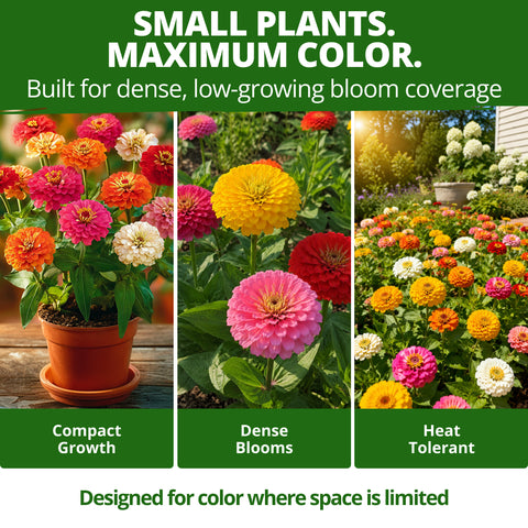 HOME GROWN Thumbelina Zinnia Seeds – 3,000 Heirloom Zinnia elegans Seeds (14g), Dwarf Mixed Colors, Easy Outdoor Flowers, USDA Zones 3–10