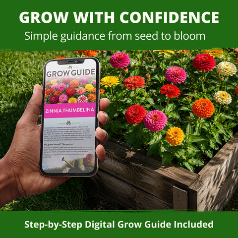 HOME GROWN Thumbelina Zinnia Seeds – 3,000 Heirloom Zinnia elegans Seeds (14g), Dwarf Mixed Colors, Easy Outdoor Flowers, USDA Zones 3–10