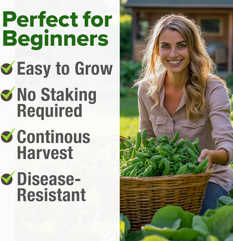 Organic Snap Pea Seeds – Cascadia Heirloom Variety (100 Seeds)