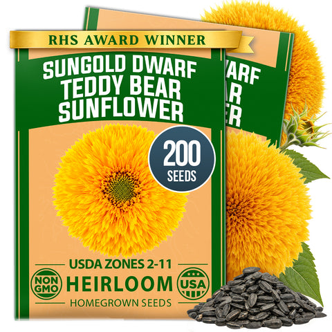 HOME GROWN Dwarf Teddy Bear Sunflower 200 Seeds, Helianthus annuus, Sungold Variety, Heirloom Non-GMO, Double Golden Blooms (Copy)