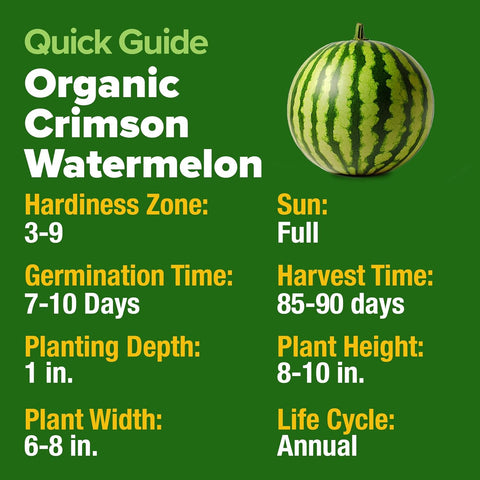 best time plant watermelon seeds Crimson Sweet Watermelon Seeds, 15 ct, Organic USA