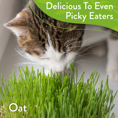 4 Cat Grass and Herb Seed Pack