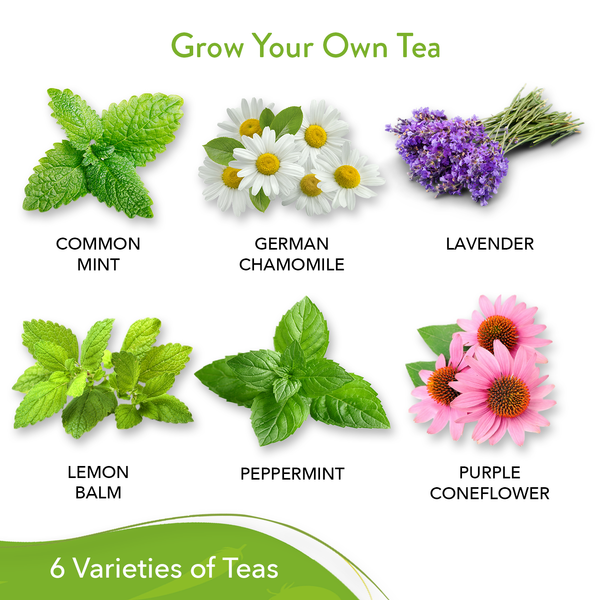 Herbal Tea Seed Pack - (6 Variety) - Homegrown Garden