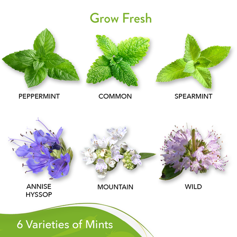mint plant seeds walmart Mint Seed Pack, 6 Varieties, Heirloom, USA Grown