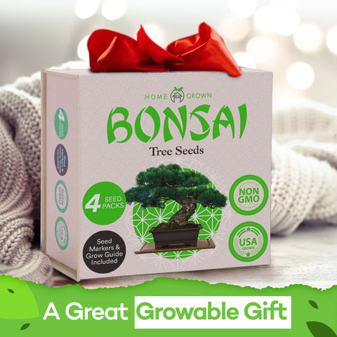 Deluxe Mini Bonsai Tree Kit