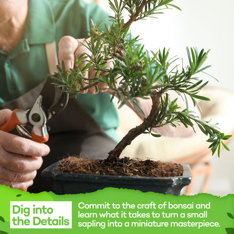 Deluxe Mini Bonsai Tree Kit