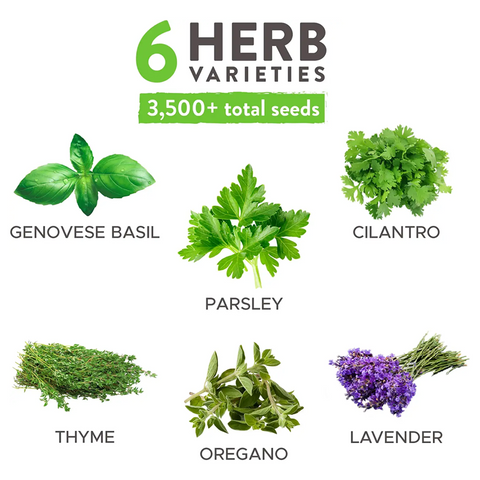 6 Herb Seeds Variety Pack