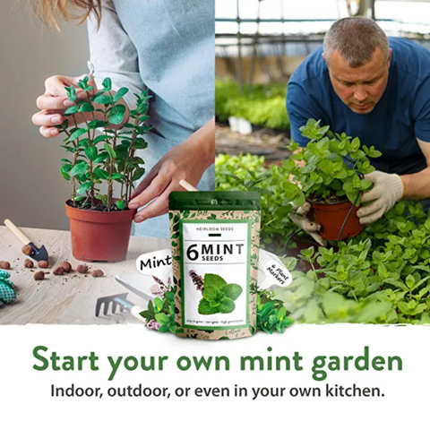 Mint Seed Pack - (6 Variety)