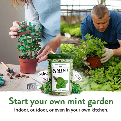 mint seed planting Mint Seed Pack, 6 Varieties, Heirloom, USA Grown