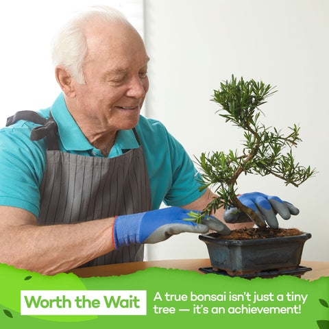 Deluxe Mini Bonsai Tree Kit