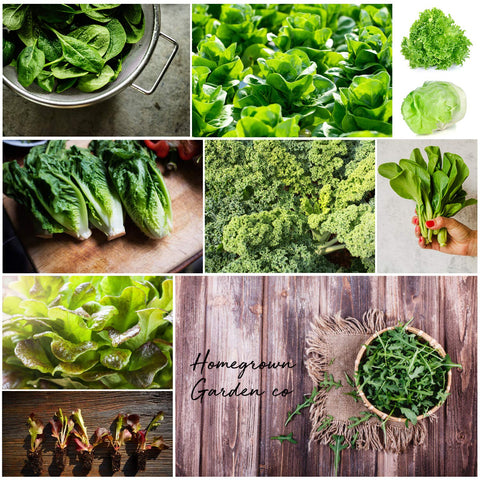 Lettuce and Leafy Greens Vegetable Seeds (10 Variety)