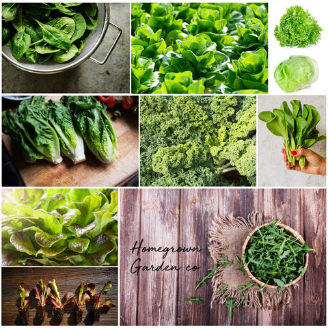 green garden seeds Lettuce and Leafy Greens Seeds, 10 Variety, 1500 ct