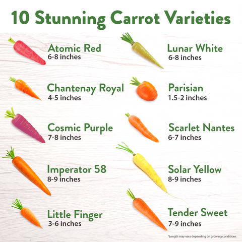 10 Varieties Rainbow Carrot Seeds