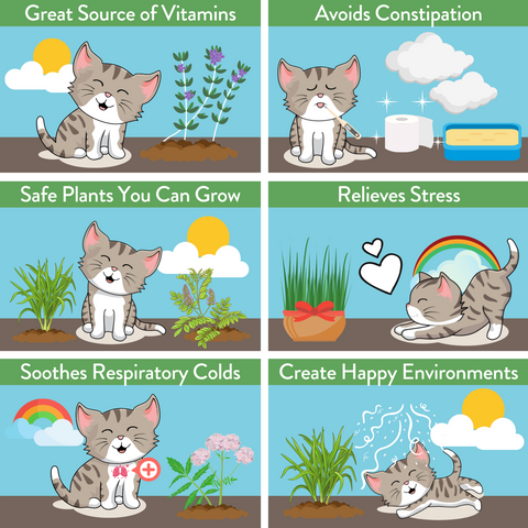 5 Cat Herb Outdoor Seed Pack - 2100+ Cat Grass Seeds