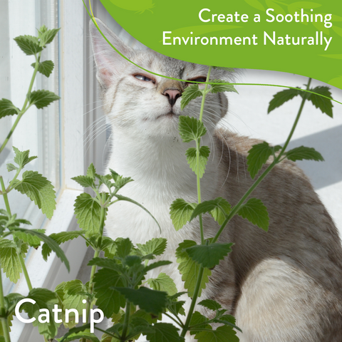 cat whiskers plant seeds Cat Herb Seed Mix, 2,160+ Seeds, Non-GMO USA Grown