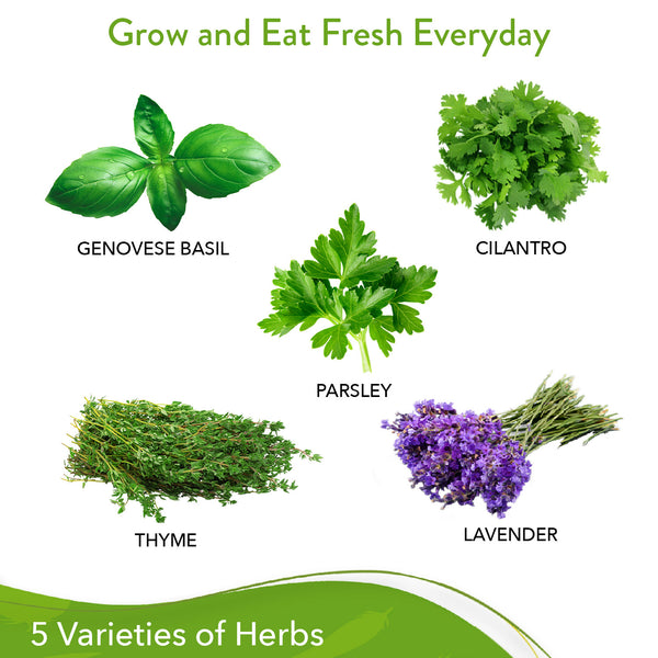 5 Herb Seed Variety Pack - Homegrown Garden