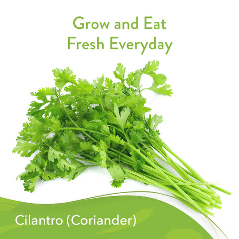 Home Grown Cilantro Seeds - 2 Packs