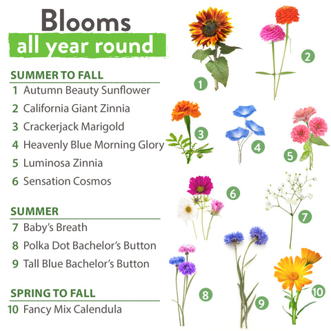 10 Annual Flower Seeds Packets with Wildflower Seeds - Homegrown Garden
