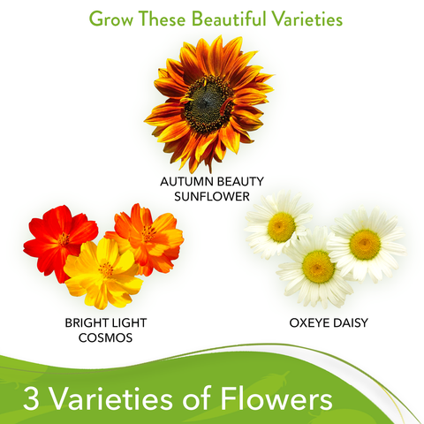 3 Flowers Seed Pack - Cosmos, Oxeye Daisy, and Autumn Beauty Sunflower