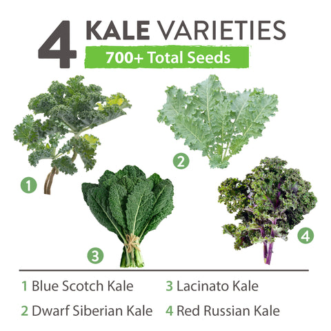 4 Kale Seeds Pack