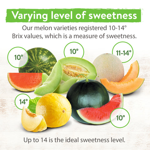 5 Melon Varieties Fruit Seeds