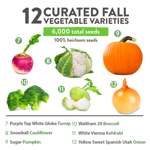 fall vegetable seeds to plant 12 Varieties Fall Vegetable Seeds, 6000+ Plants, Non-GMO
