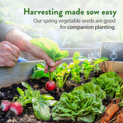 vegetable seeds for spring planting Heirloom Spring Vegetable Seeds, 12 Variety Pack