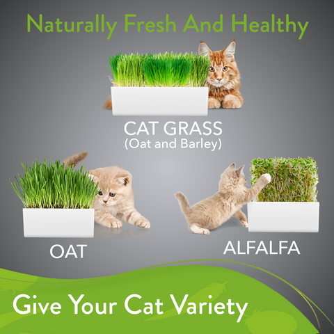 3 Cat Grass Seed Pack - 495+ Cat Grass Seeds