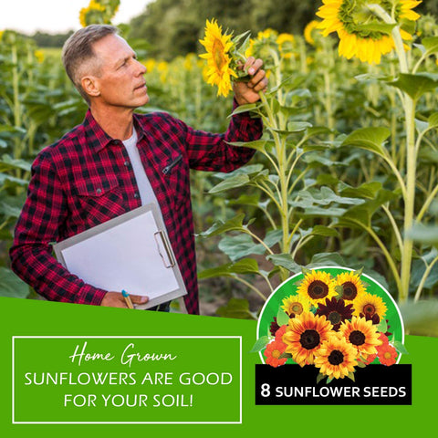 Sunflower Seeds - (8 Variety)