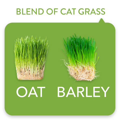 Cat Grass Seeds Bulk