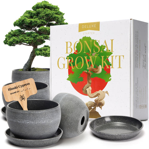 bonsai tree starter kit canada Bonsai Tree Kit, 4 Species, Indoor, Grow Guide