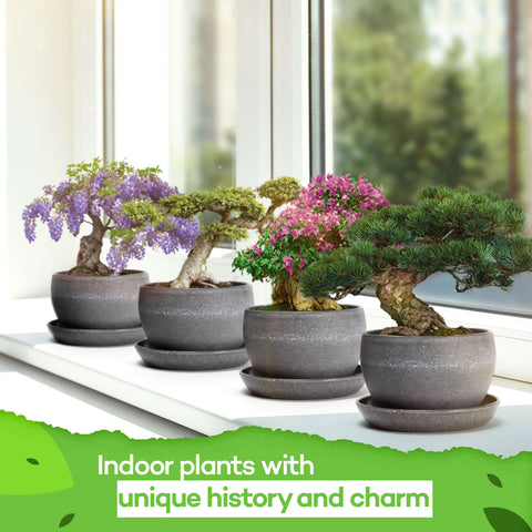 Bonsai Tree Grow Kit - Homegrown Garden
