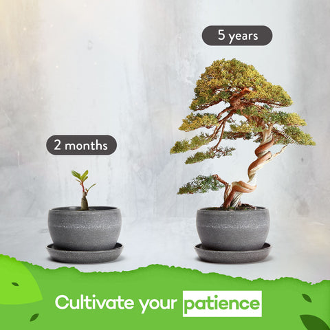 grow your own bonsai tree Bonsai Tree Kit, 4 Species, Indoor, Grow Guide