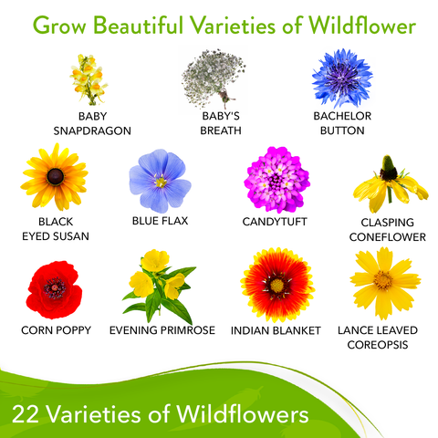 texas flower seeds Texas Wildflower Seeds, 23 Varieties, 3oz, USA Grown