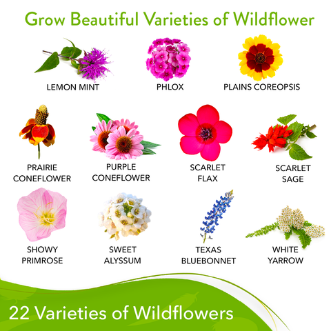 free wildflower seeds - texas Texas Wildflower Seeds, 23 Varieties, 3oz, USA Grown