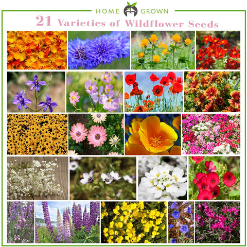 Wildflower Seeds - Annual - (21 Variety)  3oz